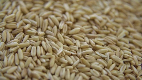 Macro close up of raw whole grain oat groats Video stock 333828994
