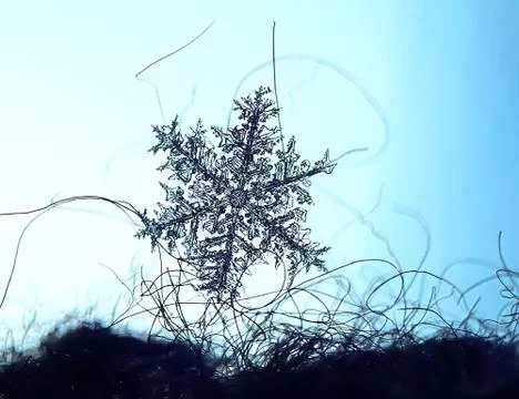 Macro close up a real openwork snowflake on the blue and dark blue background Stock Photos