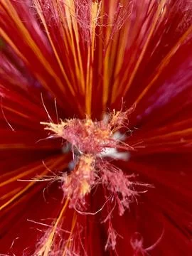 Macro close-up of red and orange cleaning brush bristles in abstract pattern Stock Photos