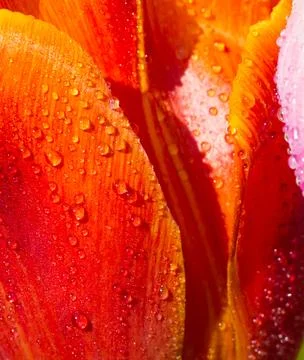 Macro Close Up of Red and Orange Flower Petals with Water Drops Fotos de archivo
