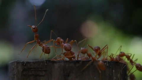 A macro close up of red ants walking around on the ground Stock Footage 160539988