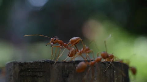 A macro close up of red ants walking around on the ground Stock Footage 160558949