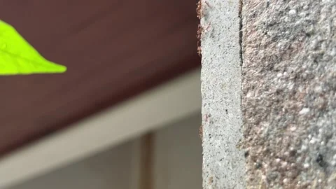 Macro Close Up of Red Ants Walking on Concrete Wall Stock Footage 340156306