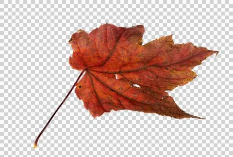 Macro close-up of red colored autmn maple leaf with holes on a transparent Stock Photos
