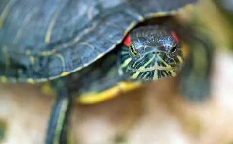 Macro Close Up Of Red Eared Slider Turtle Stockfoto's