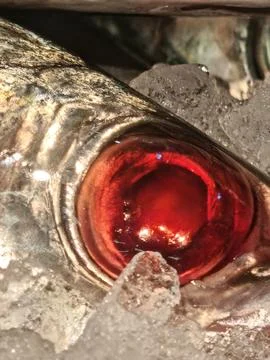 Macro Close Up of Red Eye of Fresh Fish on Crushed Ice Stock Photos