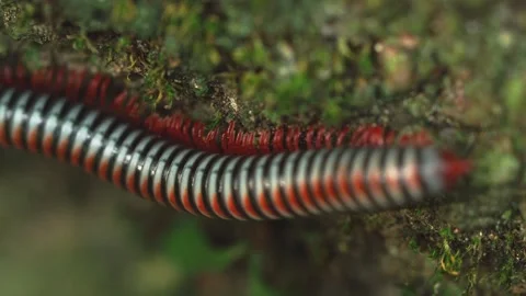 Macro Close Up of Red Legged Millipede Walking in Tropical Forest Stock-Footage 334163218