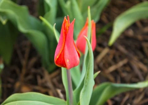 Macro close-up of red lily-flowered tulips Stock Photos