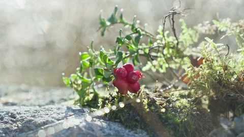 Macro close up of red lingonberry growing on mossy rock 库存影片 347123706