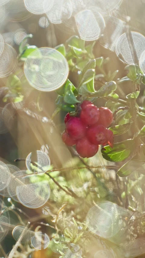 Macro close up of red lingonberry growing on mossy rock 库存影片 347123989