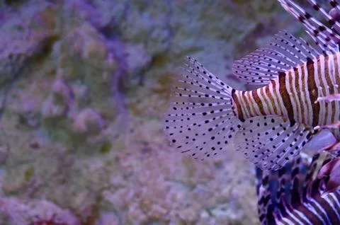Macro Close-Up of Red Lionfish Tail and Transparent Dotted Fins Underwater Stock Photos