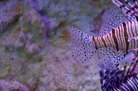 Macro Close-Up of Red Lionfish Tail and Transparent Dotted Fins Underwater Stock Photos