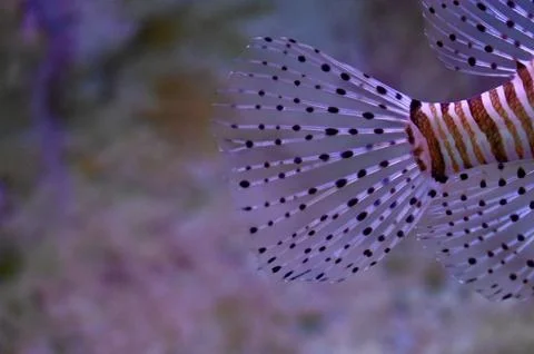 Macro Close-Up of Red Lionfish Tail and Transparent Dotted Fins Underwater Stock Photos
