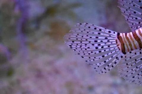 Macro Close-Up of Red Lionfish Tail and Transparent Dotted Fins Underwater Stock Photos