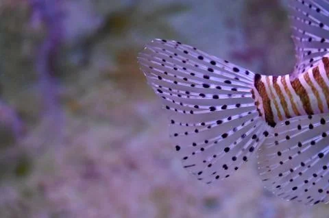 Macro Close-Up of Red Lionfish Tail and Transparent Dotted Fins Underwater Stock Photos