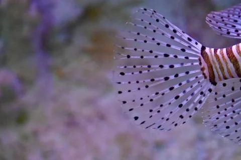 Macro Close-Up of Red Lionfish Tail and Transparent Dotted Fins Underwater Stock Photos