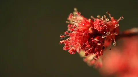 Macro Close up of Red Maple Bud in Spring with Water Drops and Shallow DOF Video stock 105696978