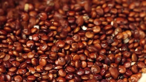 Macro close up of red quinoa seeds falling into a white bowl Stock Footage 156460748