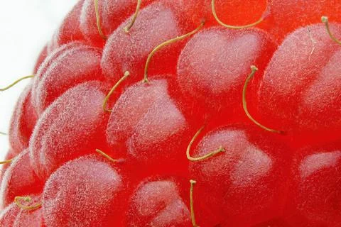 Macro close up of a red raspberry Stock Photos