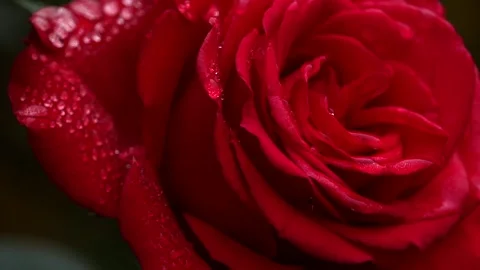 Macro Close-Up of Red Rose in Full Bloom with Water Drops Stock Footage 325835736