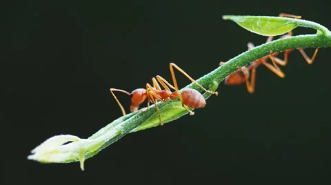 Macro close up, red weaver ant working on green tree leaves, 60 fps clip. Stock Footage 48855984