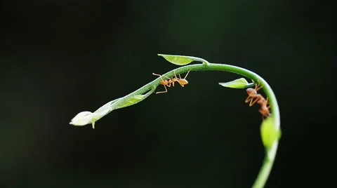 Macro close up, red weaver ant working on green tree leaves. Stock Footage 54215967