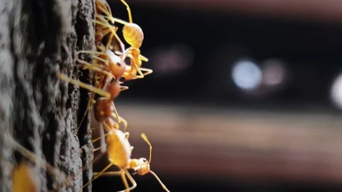 Macro close up of red weaver ants Stock Footage 197621336