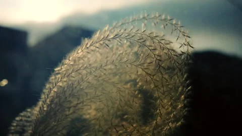Macro close-up of reed plumes with soft sunlight reflections Stock Footage 328343617