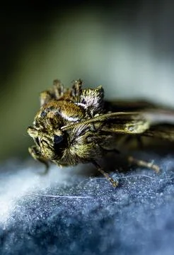 Macro Close-Up Of A Resting Moth Showing Detailed Texture. Foto stock