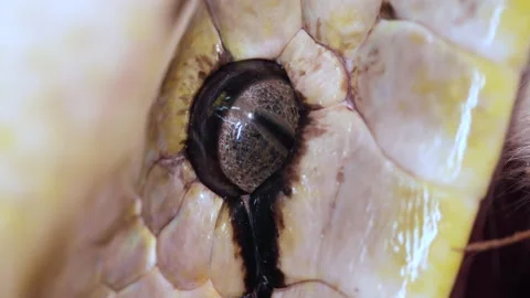 Macro Close up of a reticulated python's eye Stock Footage 150007990