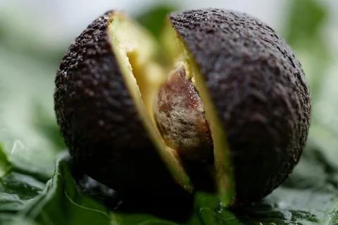 Macro close up of ripe avocado split open with seed exposed, revealing dark 스톡 사진