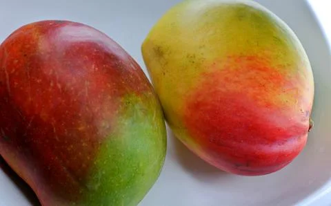 Macro close-up of a ripe mango hanging from a leafy tree branch, with dewdr.. Stock-Fotos