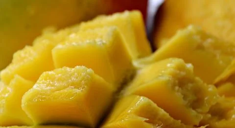Macro close-up of a ripe mango hanging from a leafy tree branch, with dewdr.. 스톡 사진
