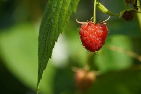 Macro Close Up of Ripe Red Raspberry Stock Photos
