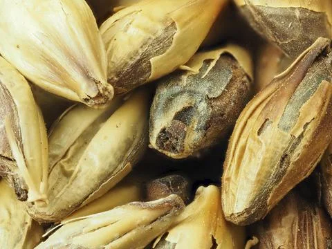Macro close-up of roasted malted barley kernels, golden toasted grains for Stock Photos