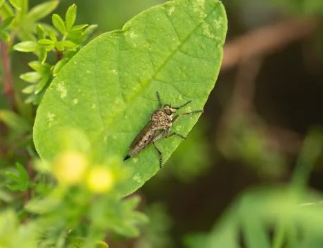 Macro Close-up of a Robber Fly Resting on a Green Leaf Stock Photos