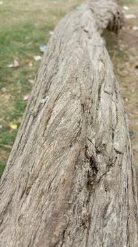 Macro close up of rough fallen tree trunk bark texture outdoors background 写真素材