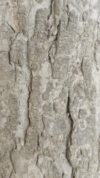 Macro close up rough greyish brown tree bark deep vertical grooves art Фото
