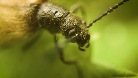 Macro close-up of rough-haired Lagria beetle (Lagria hirta) on a plant Stock Footage 337654351