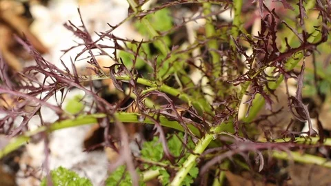 Macro Close-up of Ruby Streaks Mustard Stock Footage 122962018