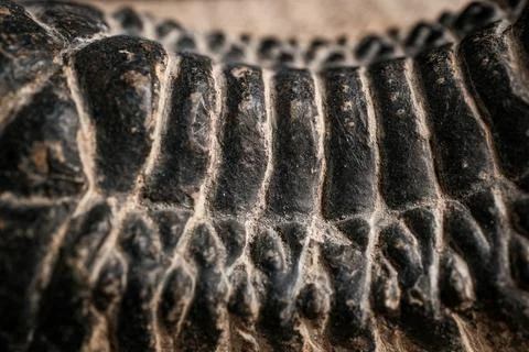 Macro close-up of segmented fossil texture Stock Photos