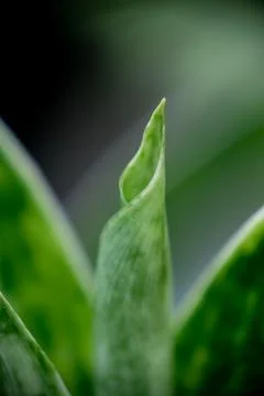 Macro close-up selective focus of a young, unfurling plant leaf Stock Photos