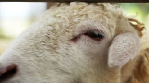 Macro close-up of sheep eye blinking with soft curly wool texture on farm Stock Footage 342913025