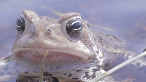 Macro close shot of American Toad face in pond Anaxyrus americanus, 1080p tripod 스톡 동영상 98917861