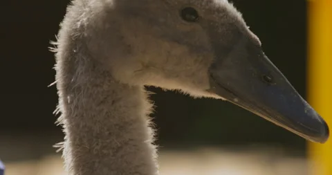 Macro close up shot beautiful gorgeous duck by pond in Dorset beach with 스톡 동영상 251055094