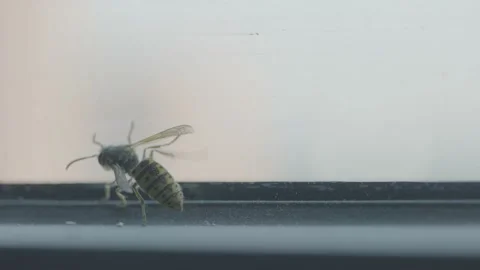 Macro close up shot of bee which one is tired. Bee is falling down trying to  Stock Footage 179978617