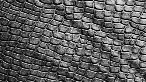 Macro, close up shot of black and white crocodile, Stock Footage 108471556