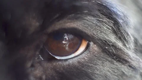 Macro close-up shot of a black dog eye Stock Footage 106575102