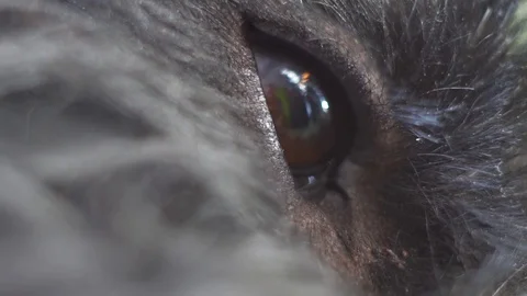 Macro close-up shot of a black dog eye who lying and blinking Stock Footage 106575407