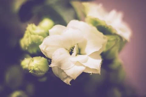 Macro close-up shot of blooming white florist kalanchoe flower with buds Stock Photos